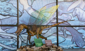 Wings For Dinosaurus, ZOO-ZOO project, 2014