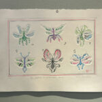 Natasha Dahnberg Land of the green Insects